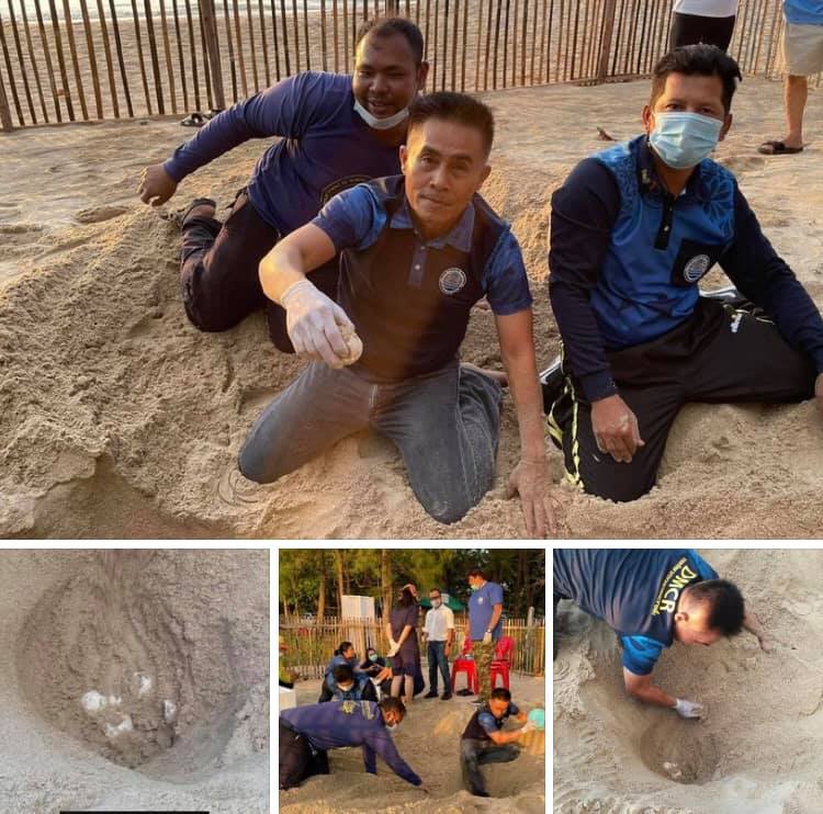 ปิดศูนย์เฝ้าระวังฯ เต่ามะเฟืองหาดบางสัก ไข่ไม่ผสมไม่ฟักแล้ว