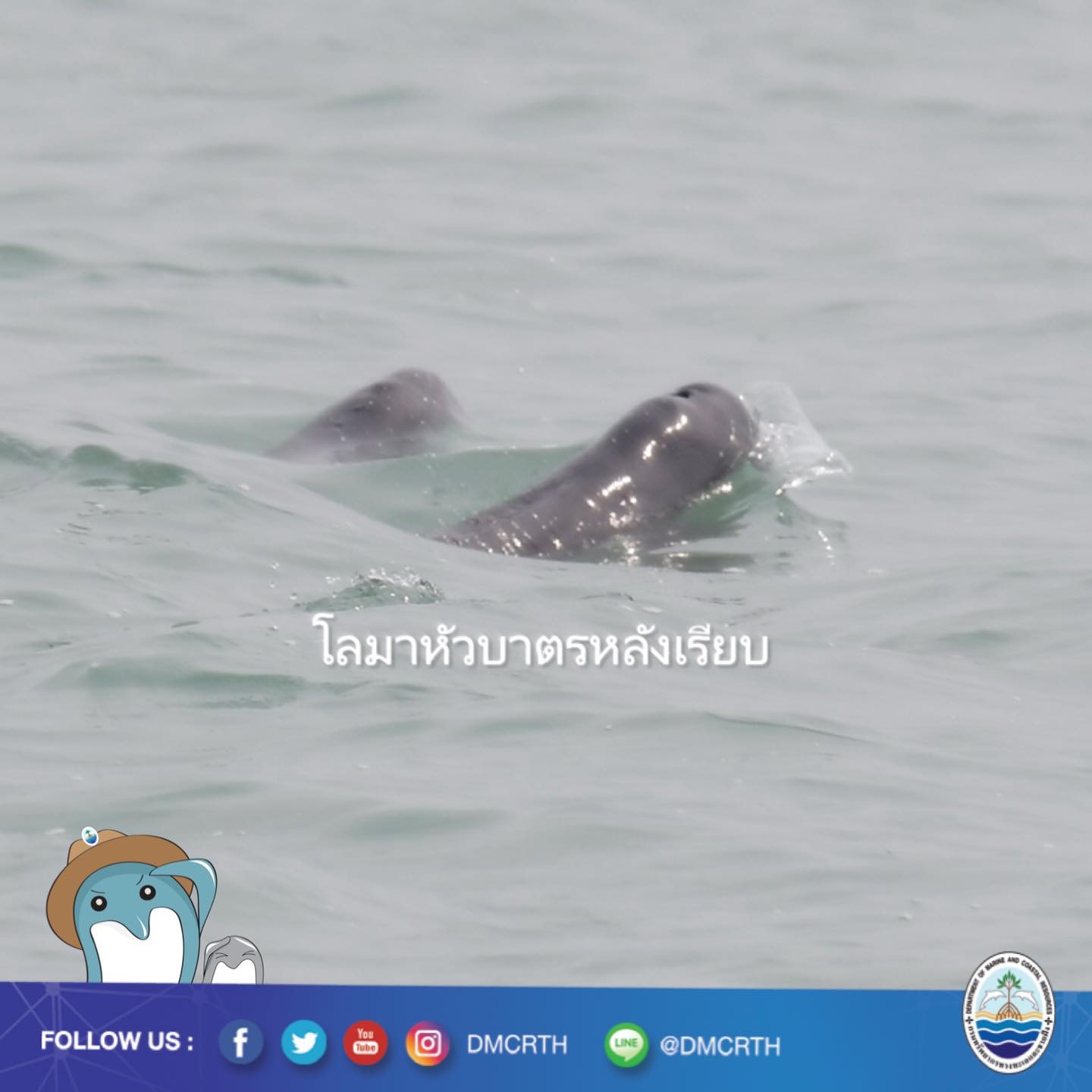 สวัสดี พี่น้องเครือข่ายอนุรักษ์ทะเลไทย