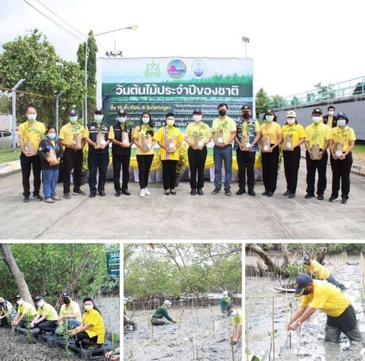 ชลบุรีจัดใหญ่ ปลูกป่าชายเลนในวันต้นไม้ประจำปีของชาติ
