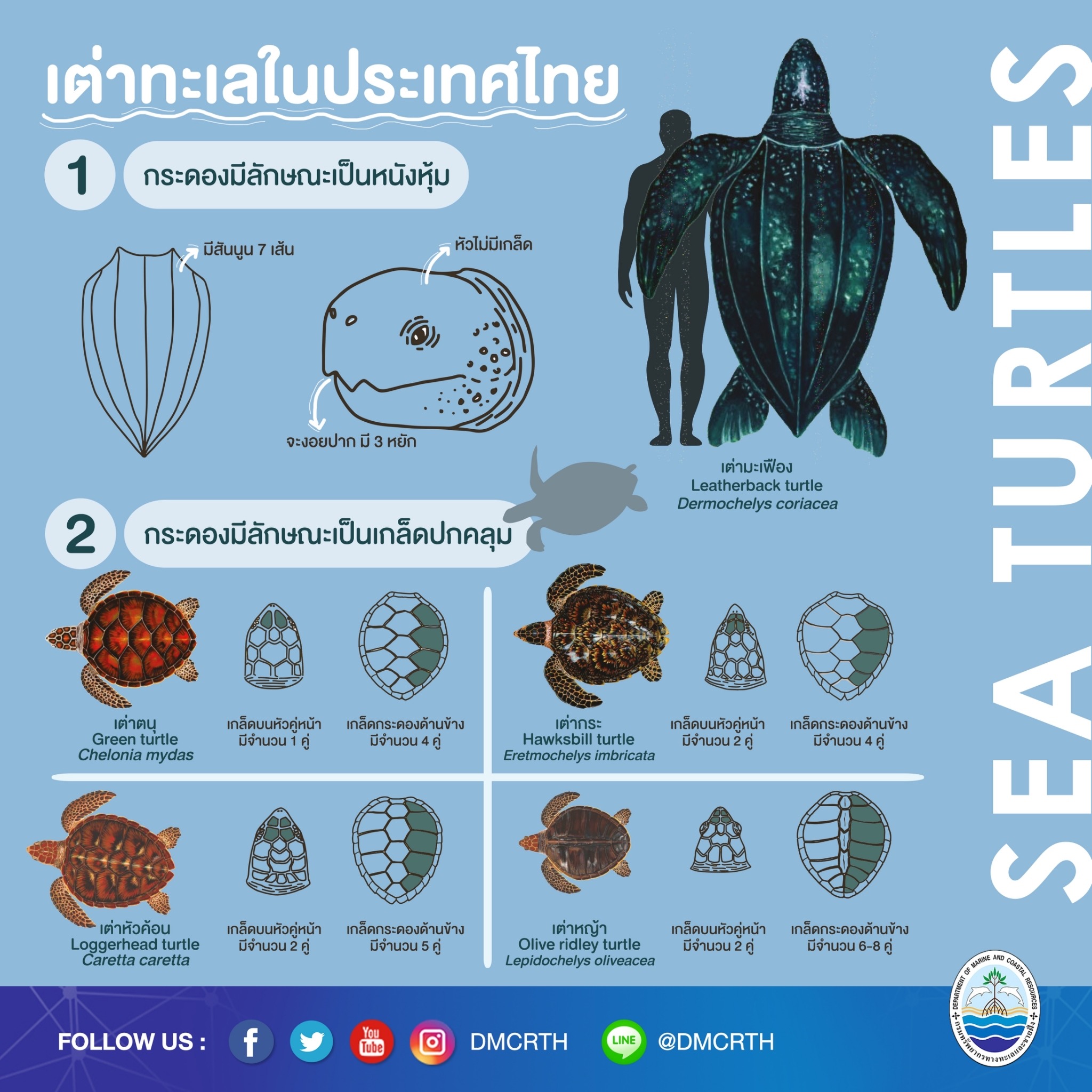 คนรักทะเลตัวจริง ต้องรู้จักเต่าทะเล