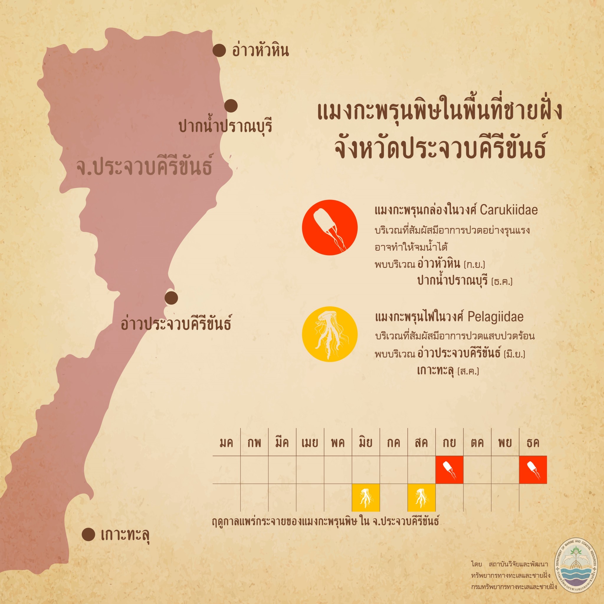 รู้จักกันหน่อยแมงกะพรุนในน่านน้ำไทย ตอนที่ ๙ ทะเลประจวบคีรีขันธ์