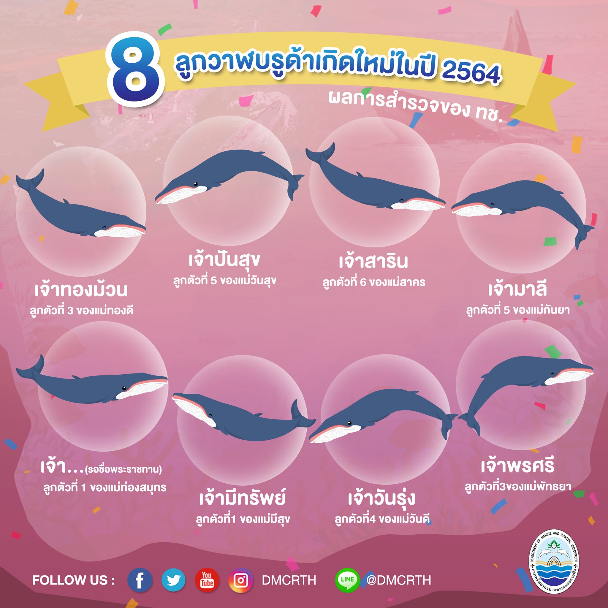 ๘ วาฬบรูด้าเกิดใหม่ ในรอบปี ๒๕๖๔