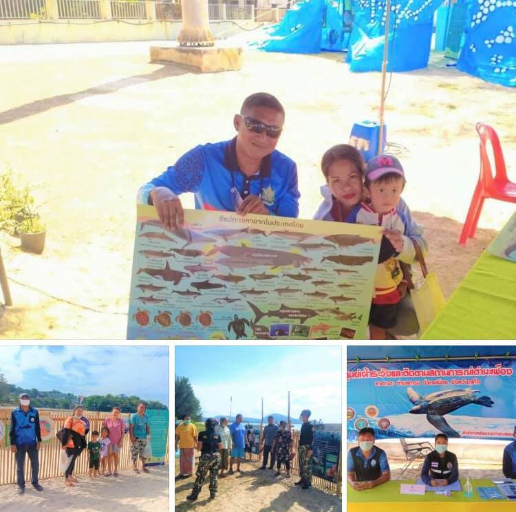 หาดภูเก็ตไร้แววเต่ามะเฟืองวางไข่เพิ่ม ช่วงนี้รอฟัก