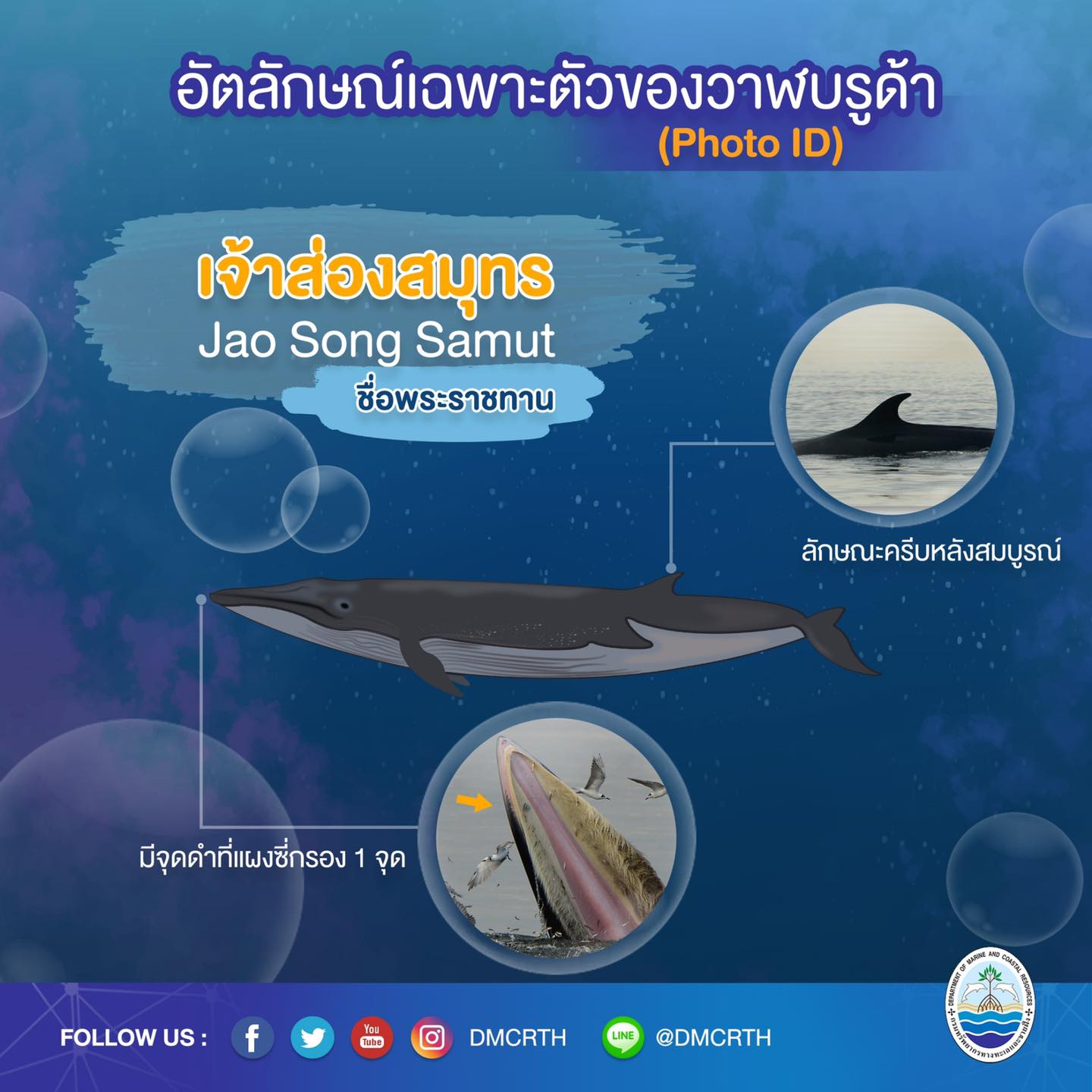 วันละวาฬ มารู้จัก ๖๐ วาฬบรูด้าในน่านน้ำไทย #๔๘ เจ้าส่องสมุทร