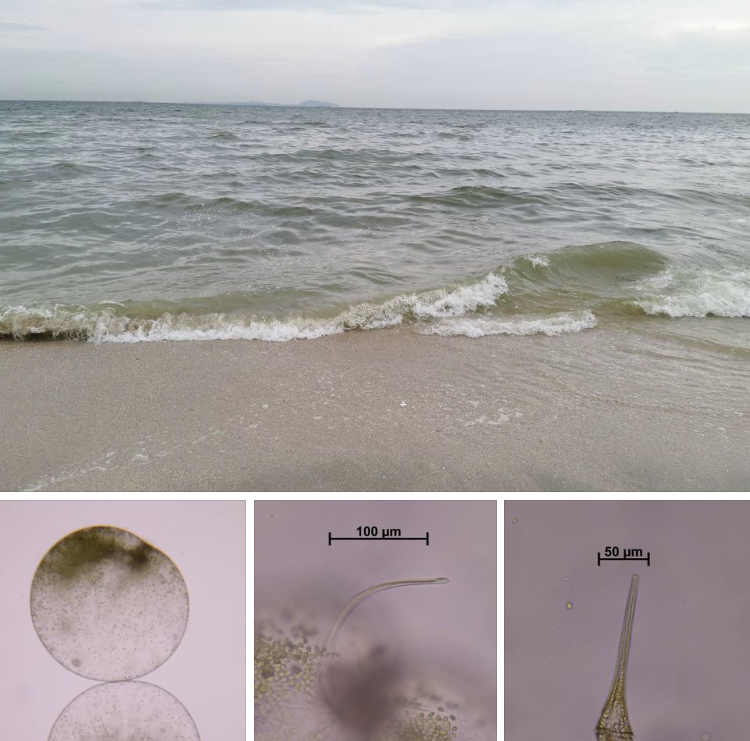 ช่วงนี้เกิดเหตุ น้ำทะเลเปลี่ยนสีบริเวณหาดบางแสน