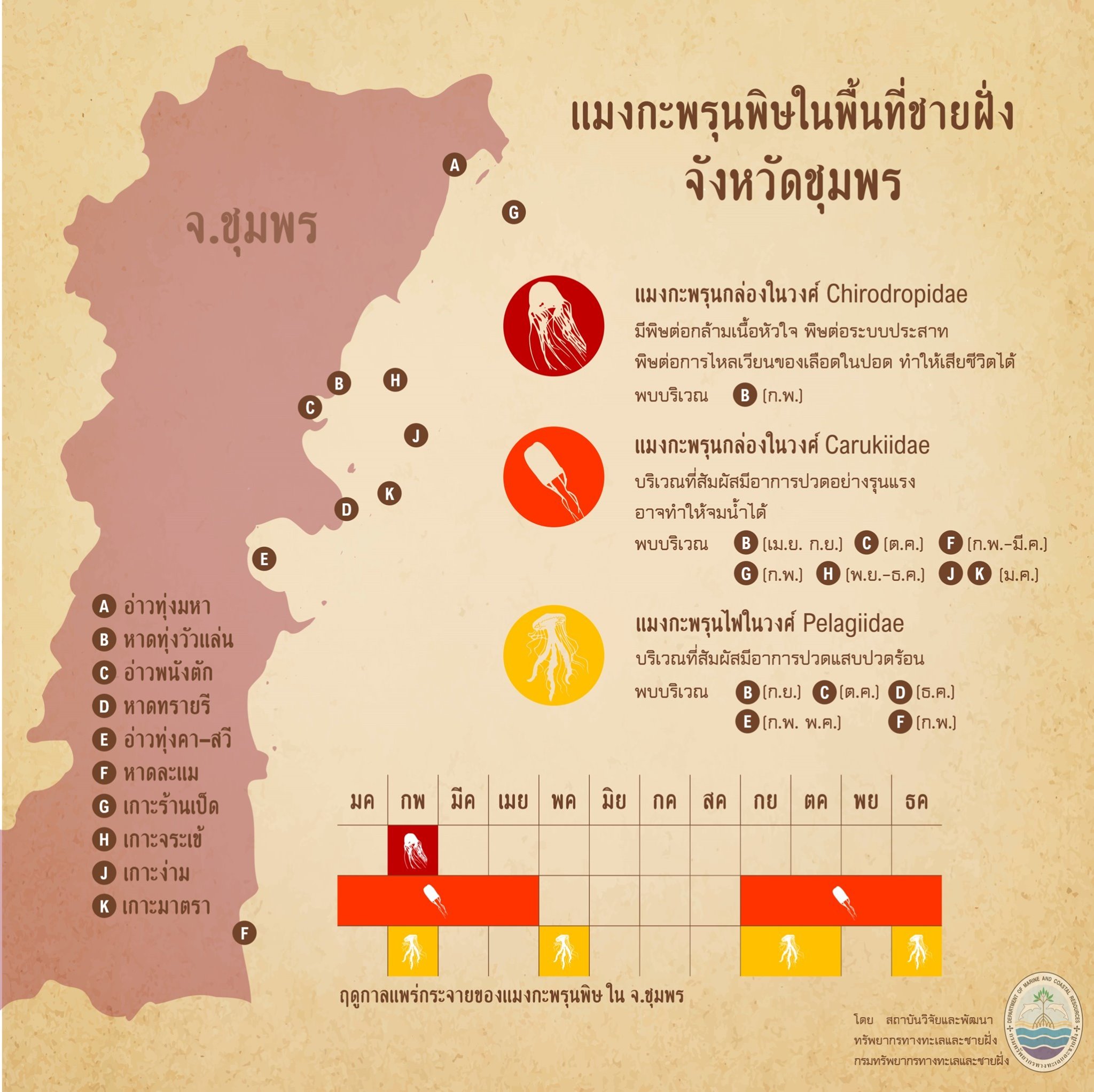 รู้จักกันหน่อยแมงกะพรุนในน่านน้ำไทย ตอนที่ ๑๐ ทะเลชุมพร