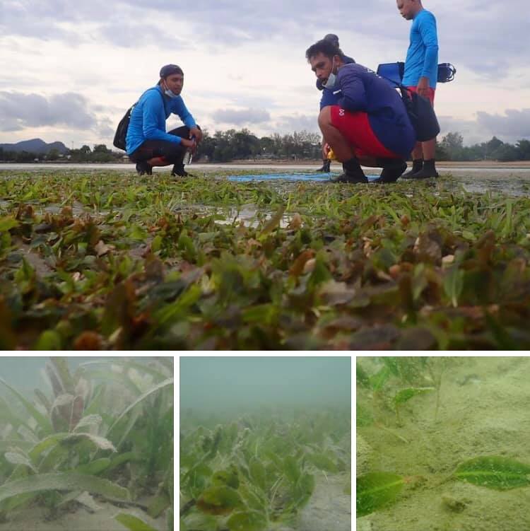 หญ้าทะเลกระบี่สมบูรณ์และหลากหลาย พบร่องรอยพะยูนด้วย