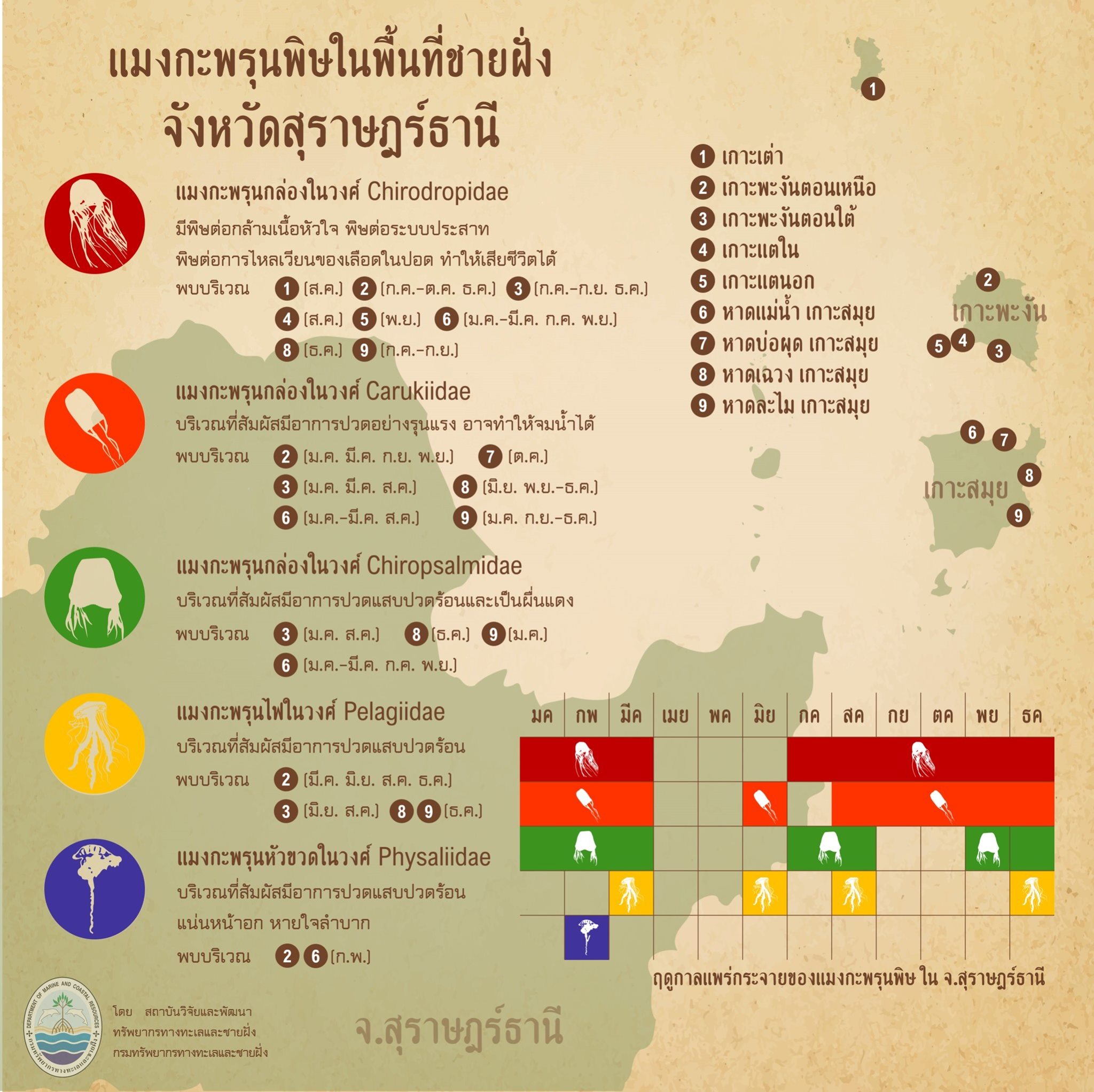 รู้จักกันหน่อยแมงกะพรุนในน่านน้ำไทย ตอนที่ ๑๑ ทะเลสุราษฎร์ธานี