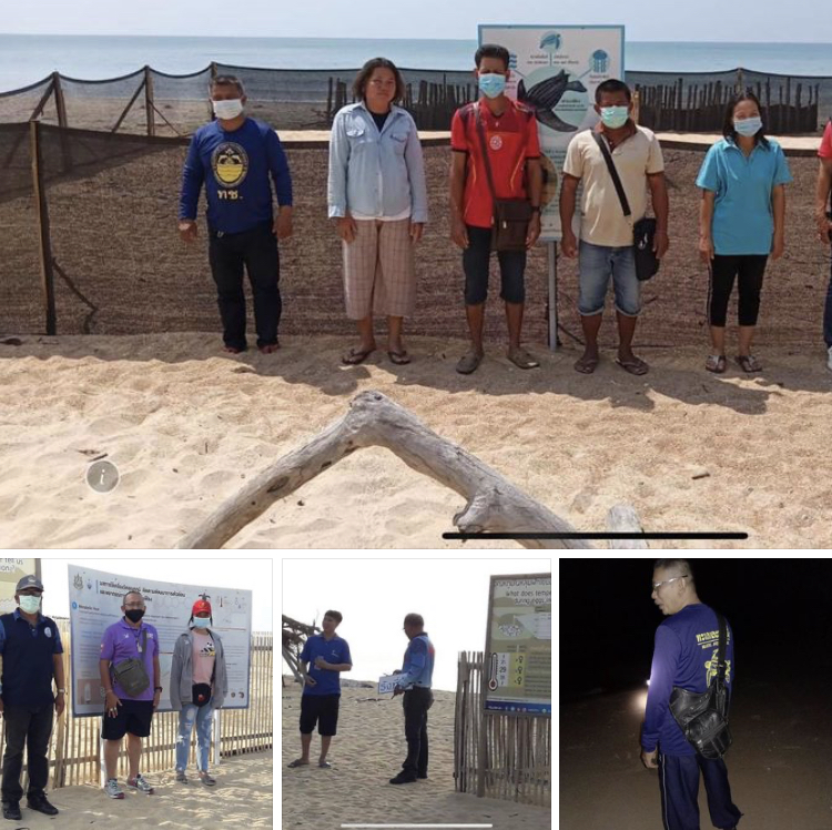 ศูนย์ฯ เต่ามะเฟืองพังงา แจ้งพบเต่าวางไข่เพิ่มหาดท้ายเหมือง