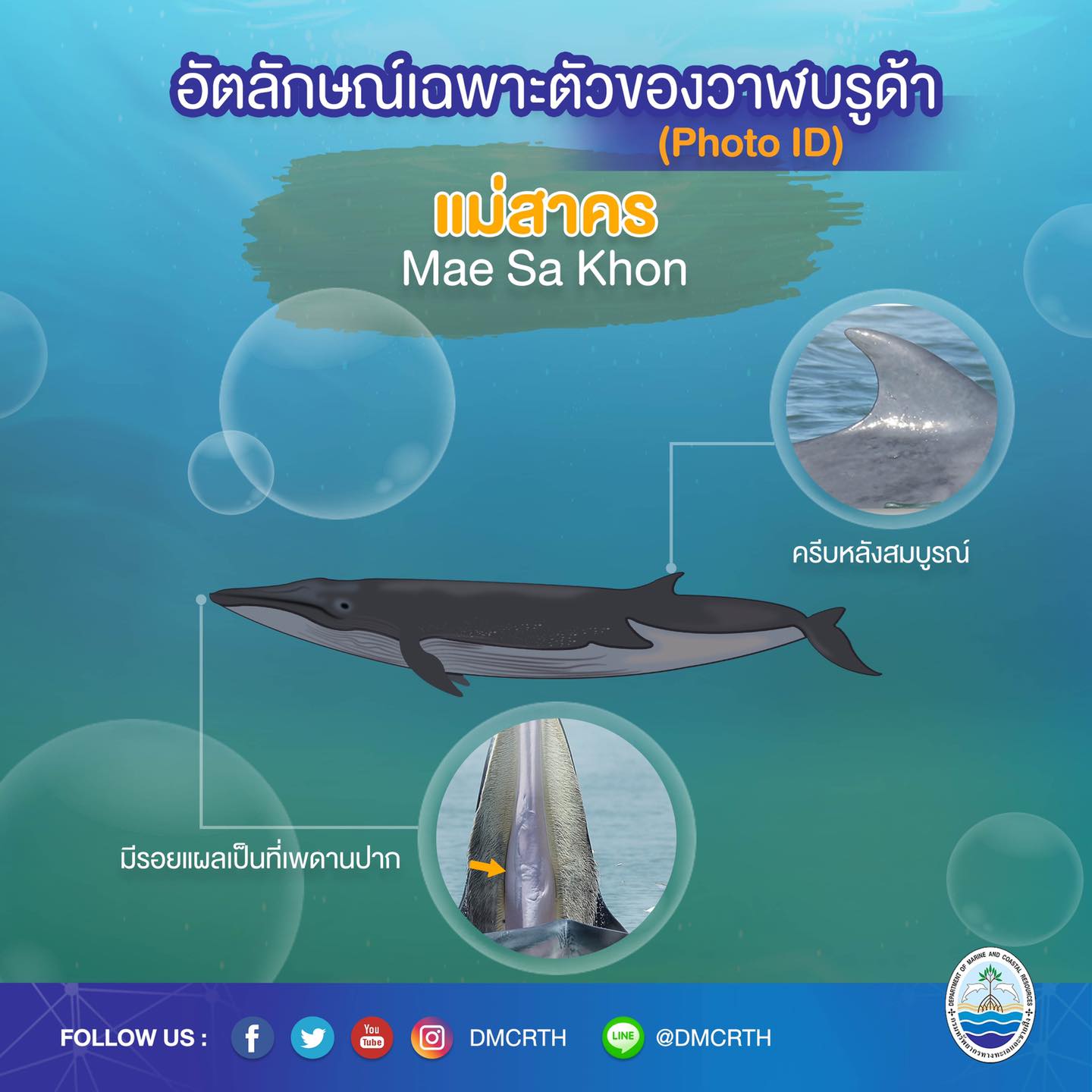 วันละวาฬ มารู้จัก ๖๐ วาฬบรูด้าในน่านน้ำไทย #๔๙ แม่สาคร