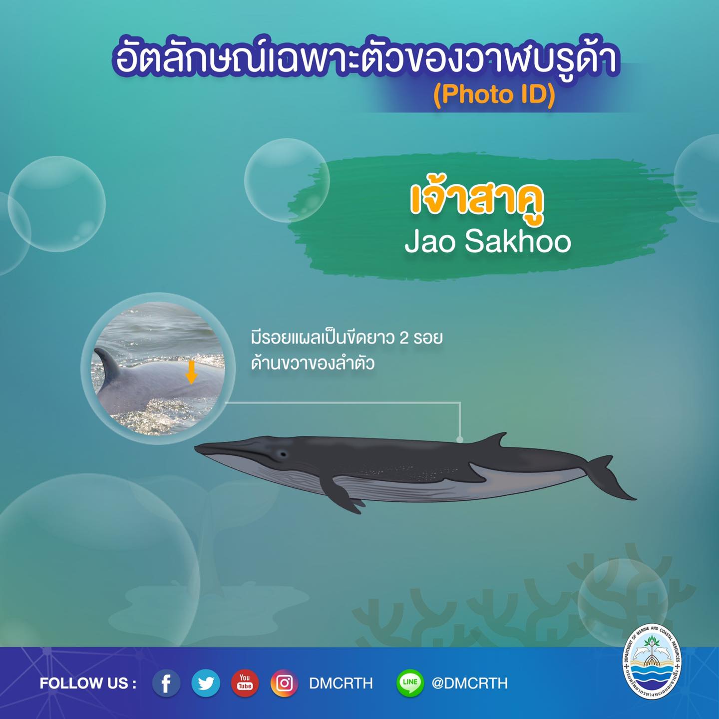 วันละวาฬ มารู้จัก ๖๐ วาฬบรูด้าในน่านน้ำไทย #๕๐ เจ้าสาคู
