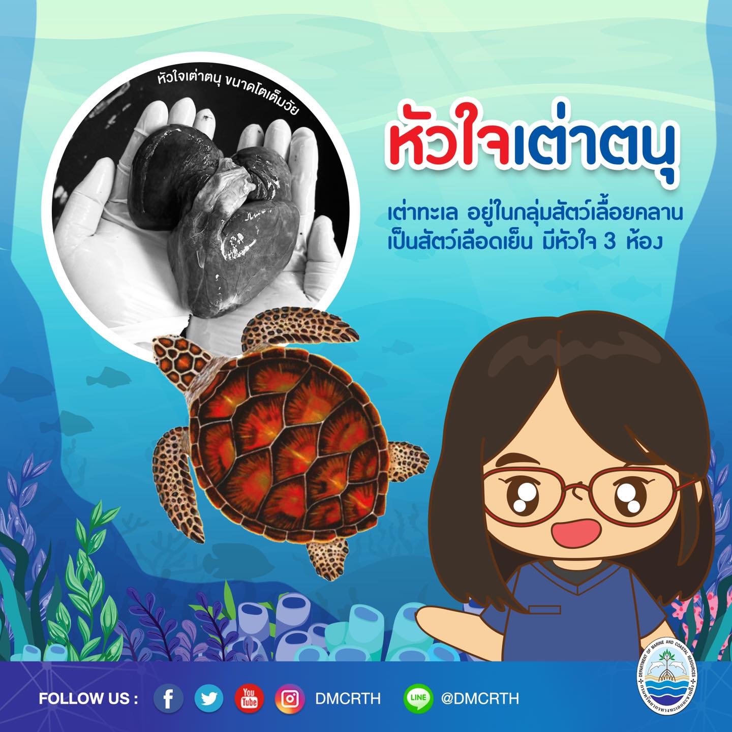 หัวใจเต่าตนุ ห้องเล็กๆ เท่านี้ ขอฝากพี่ๆ ดูแลหนูด้วยนะคะ