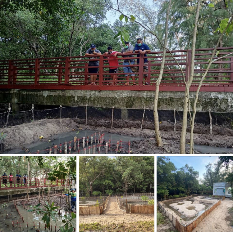 พาชมคอนโดปู-บ้านปลาตีนในป่าชายเลนเมืองระยอง