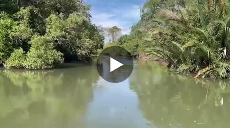 ล่องเรือชมผืนป่าชายเลนพระเจดีย์กลางน้ำ เมืองระยอง ช่วงที่๒