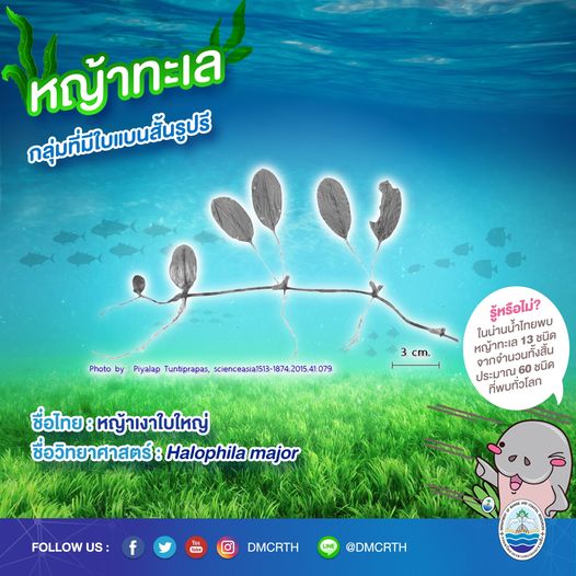 สินใต้ทะเล หญ้าทะเล แหล่งอนุบาลสัตว์น้อยใหญ่ใต้ทะเล ๑๑/๑๓