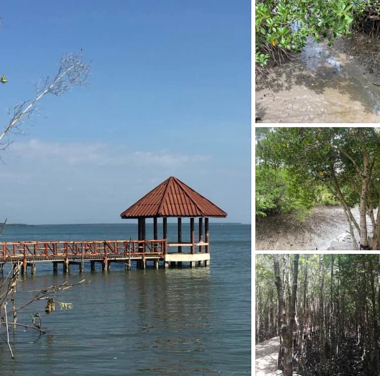 ชมของดีอ่าวตราด มีทั้งป่าชายเลนและหาดทรายดำ
