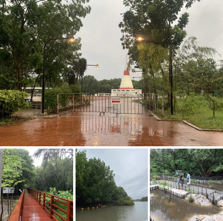 ช่วงนี้ฝนตกมากหน่อย ป่าชายเลนปากน้ำระยองก็ดูชุ่มชื้น