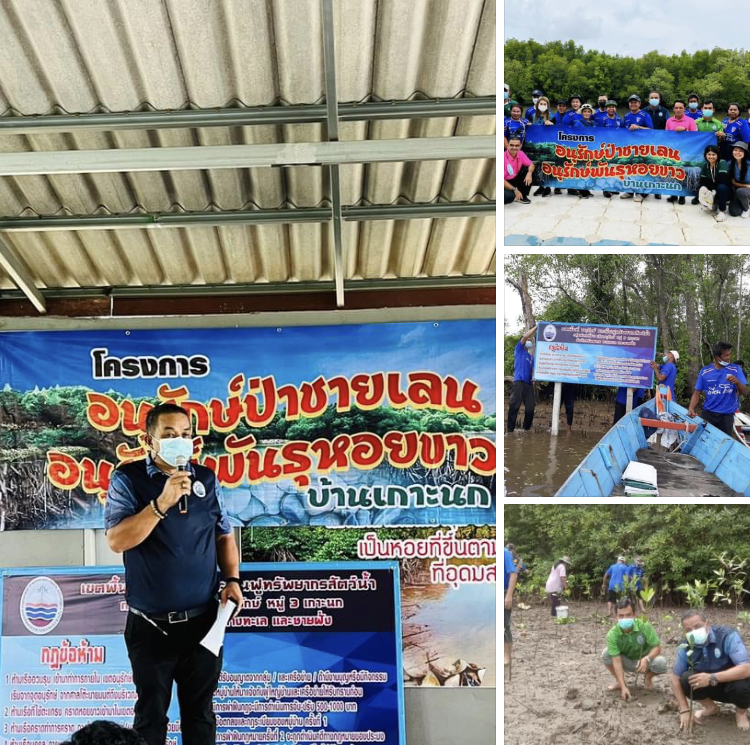 อนุรักษ์ป่าชายเลนสตูลและพันธุ์หอยขาว บ้านเกาะนก