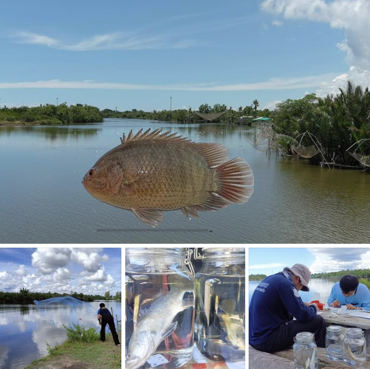 สำรวจเก็บตัวอย่างพันธุกรรมพืชและสัตว์ทะเล ปากพนัง