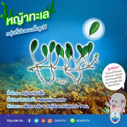 สินใต้ทะเล หญ้าทะเล แหล่งอนุบาลสัตว์น้อยใหญ่ใต้ทะเล ๑๒/๑๓