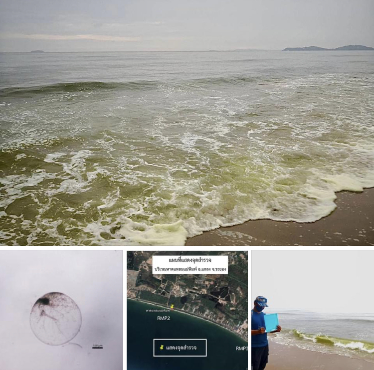 ตรวจสอบน้ำทะเลมีสีเขียว บริเวณชายหาดแหลมแม่พิมพ์