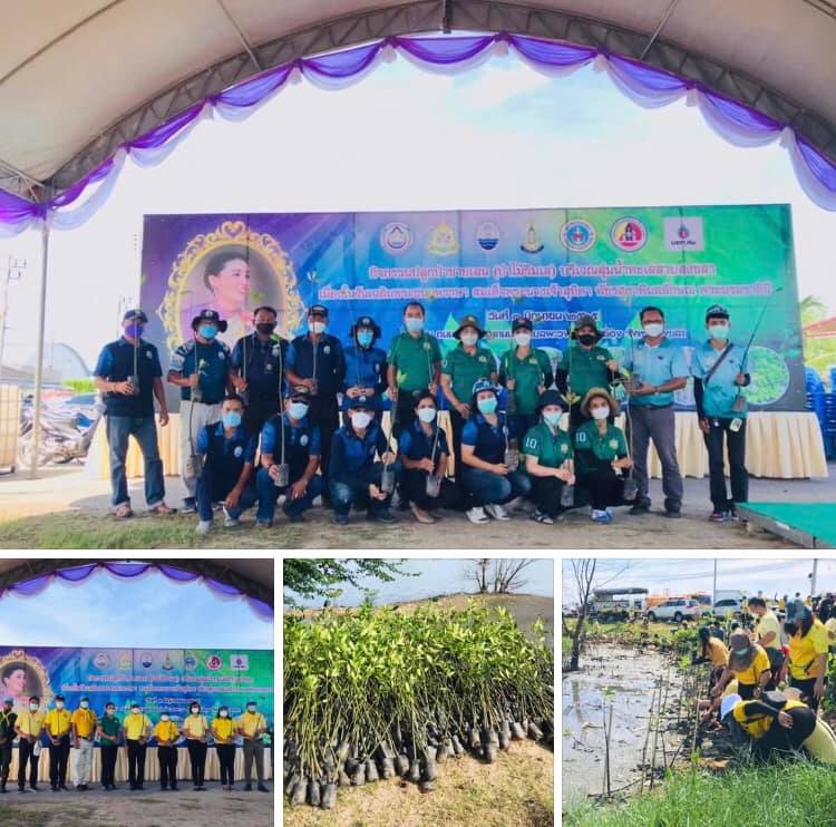 รวมใจรัฐเอกชน ปลูกป่าชายเลนลุ่มน้ำทะเลสาบสงขลา