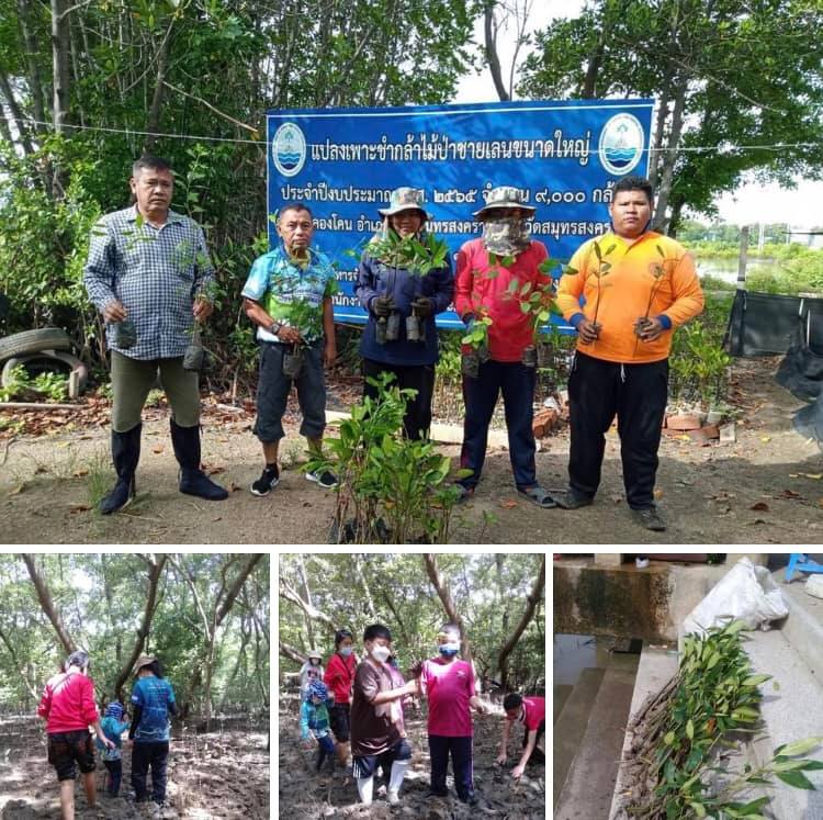 อาสาสมัครพิทักษ์ทะเลคลองโคน จัดปลูกป่าชายเลน