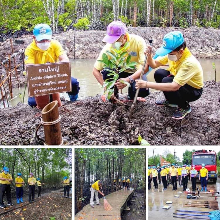 ผู้ว่าฯ ตราด นำฟื้นฟูป่าชายเลนแหลมงอบ หาดทรายดำ