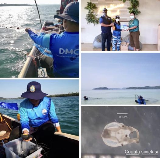 กรมทะเลและชายฝั่ง สำรวจแมงกะพรุนพิษ บริเวณอ่าวขาว เกาะหมาก จ.ตราด