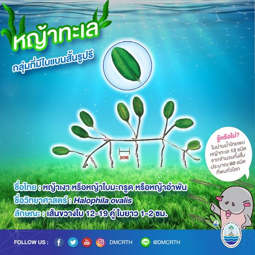 สินใต้ทะเล หญ้าทะเล แหล่งอนุบาลสัตว์น้อยใหญ่ใต้ทะเล ๑๓/๑๓