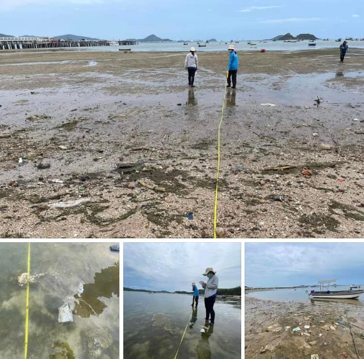 พาสำรวจสถานภาพแหล่งหญ้าทะเล ชายฝั่งสัตหีบ