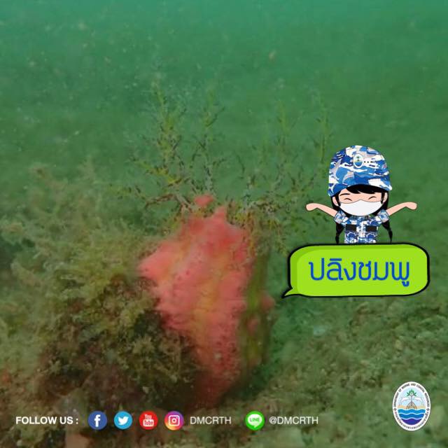 สวัสดี พี่น้องเครือข่ายอนุรักษ์ทะเลไทย