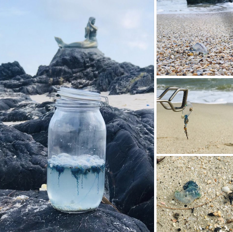 แจ้งเตือนพบแมงกะพรุนไฟ หาดสมิหลาและหาดชลาทัศน์