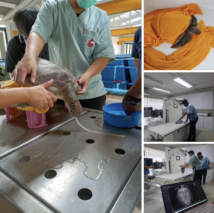 ช่วยลูกเต่าตนุ ป่วยลอยติดท่าเทียบเรืออ่าวปอ