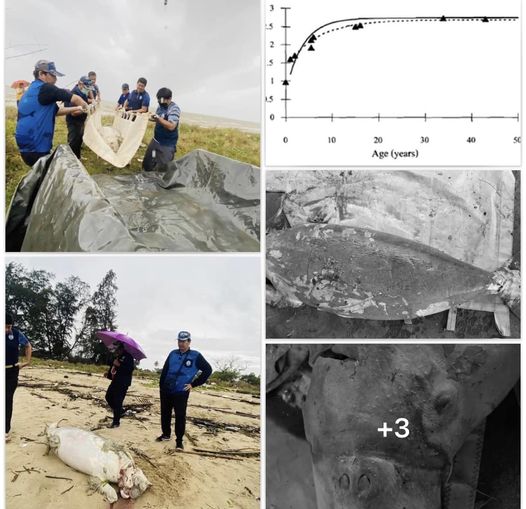 ผลการชันสูตรซากพะยูนเกยตื้น หาดนิยม จ.สุราษฎร์ธานี