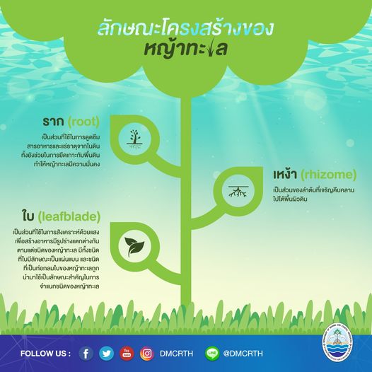 โครงสร้างของ หญ้าทะเล เขาคือพืชชั้นสูงที่โตใต้ทะเล
