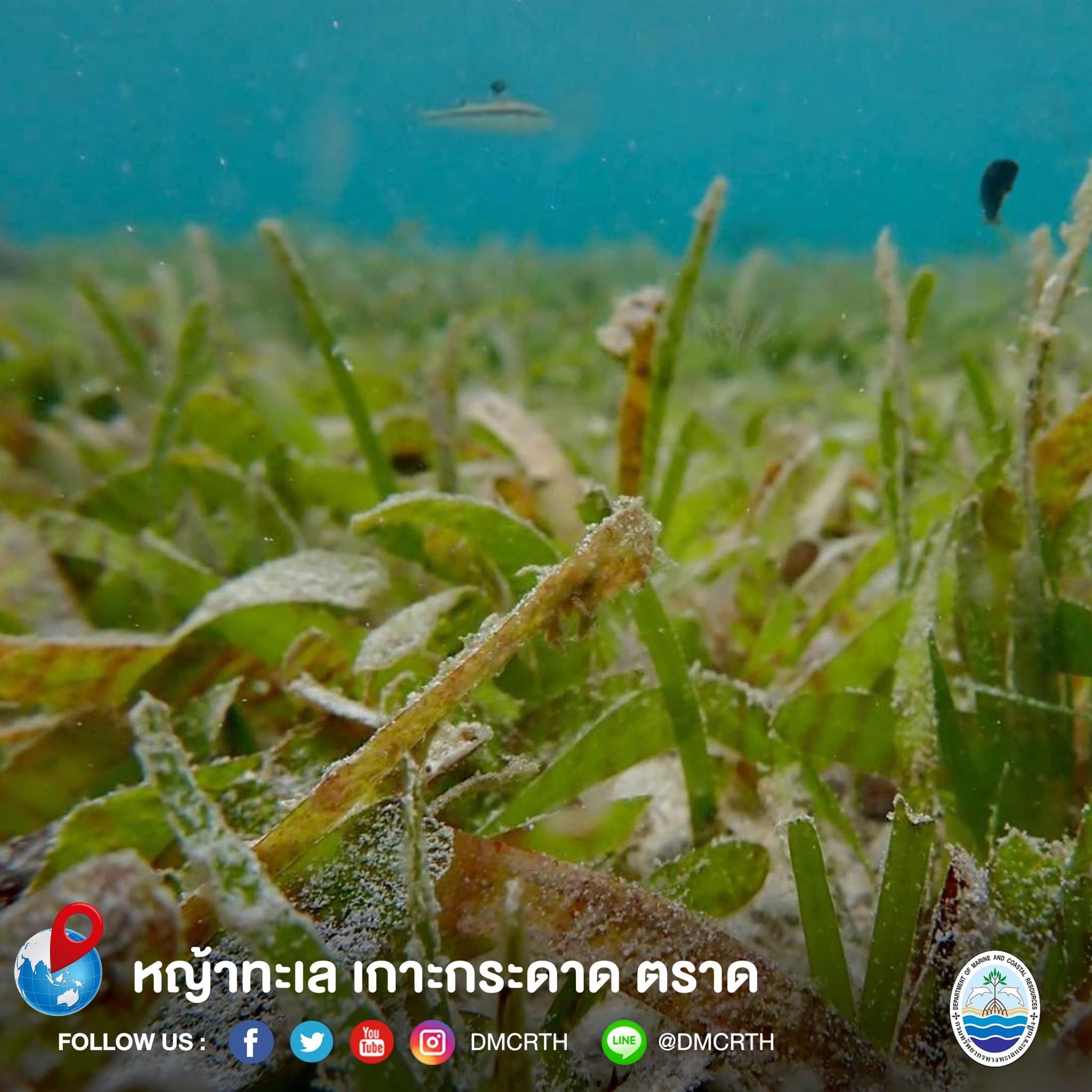 สวัสดี พี่น้องเครือข่ายอนุรักษ์ทะเลไทย