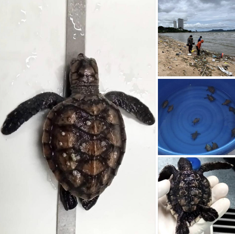 สัตวแพทย์ช่วยลูกเต่าเกยหาดบ้านอำเภอ ตรวจสอบที่มา