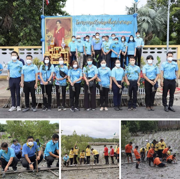 ปลูกป่าชายเลนบางปลาสร้อย เฉลิมพระเกียรติวันแม่