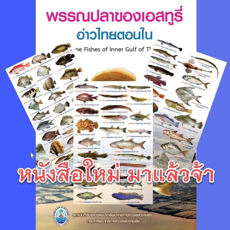 หนังสือเข้าใหม่ พรรณปลาเขตปากน้ำในอ่าวไทยตอนใน