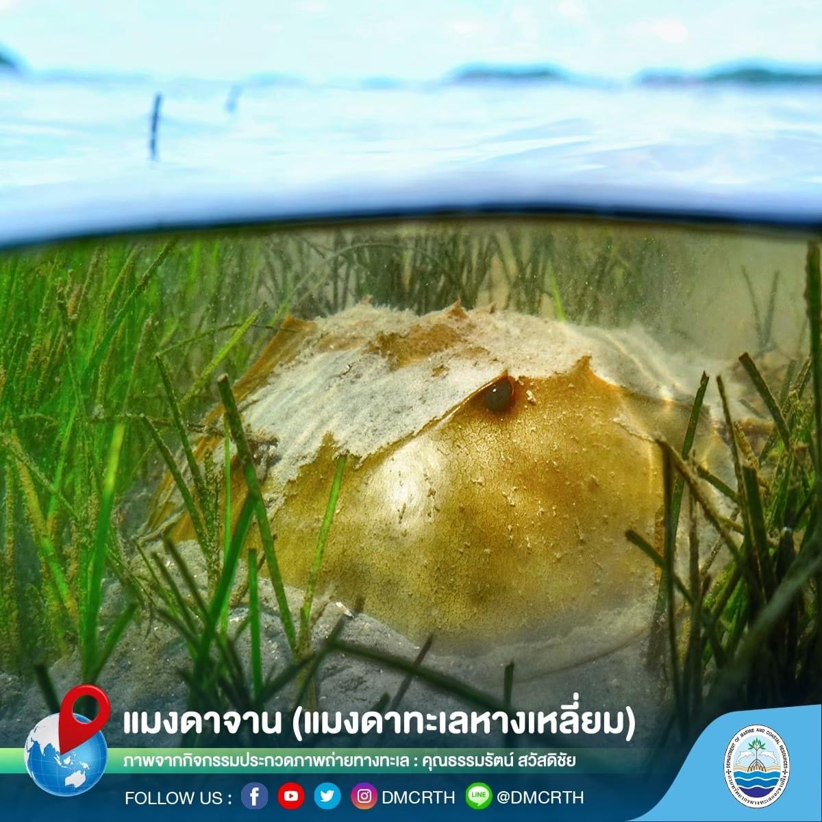 สวัสดีพี่น้องเครือข่ายอนุรักษ์ทะเลไทย