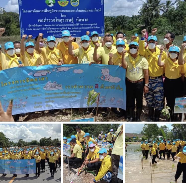 ชาวท้ายเหมืองจิตอาสา ฟื้นฟูป่าชายเลนคลองกระโสมเฉลิมพระเกียรติ