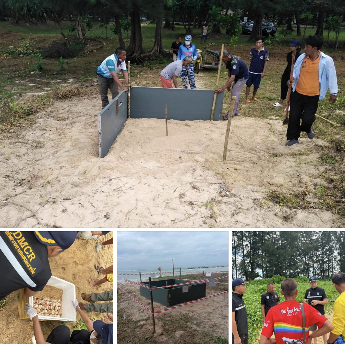 กรมทะเลและชายฝั่ง พบเต่ามะเฟืองตัวใหม่ ขึ้นวางไข่ บริเวณหาดไม้ขาว จังหวัดภูเก็ต