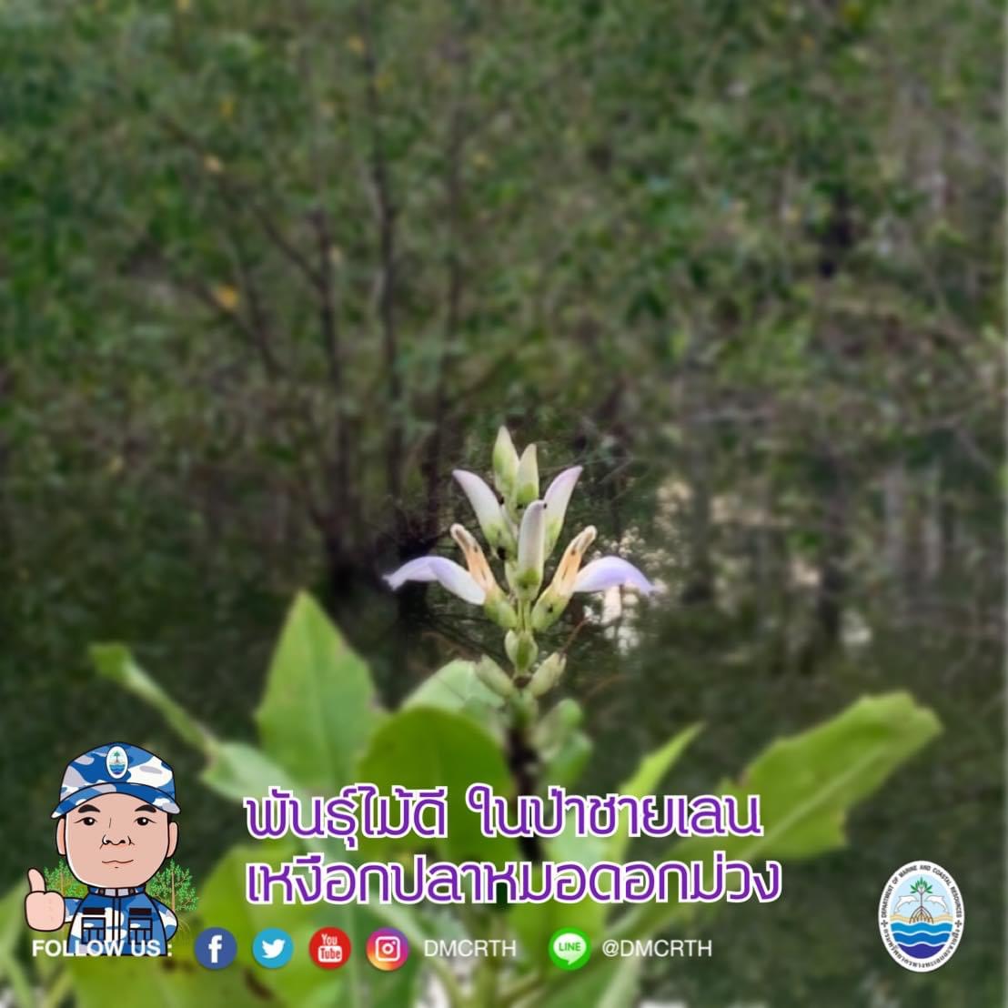 สวัสดี พี่น้องเครือข่ายอนุรักษ์ทะเลไทย