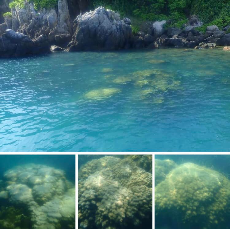 เฝ้าระวังผลกระทบอุณหภูมิน้ำทะเล พบปะการังซีดที่สงขลา