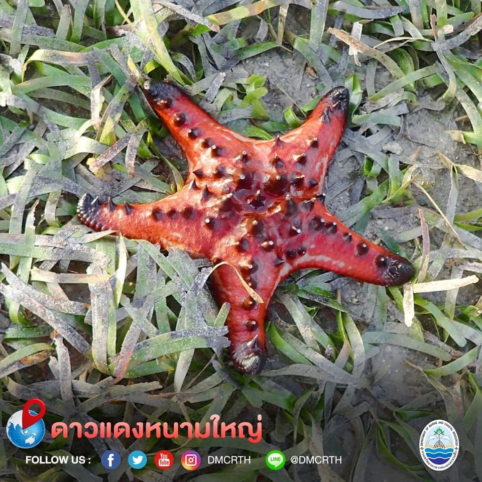 สวัสดี พี่น้องเครือข่ายอนุรักษ์ทะเลไทย