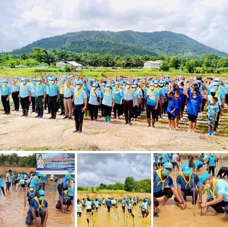 ชุมชนอำเภอกะเปอร์ จัดปลูกป่าชายเลนเฉลิมพระเกียรติวันแม่
