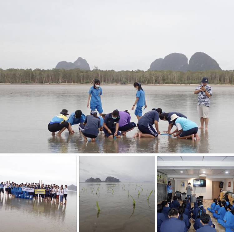 บรรยากาศสวย มาปลูกหญ้าทะเลให้พะยูนตรัง