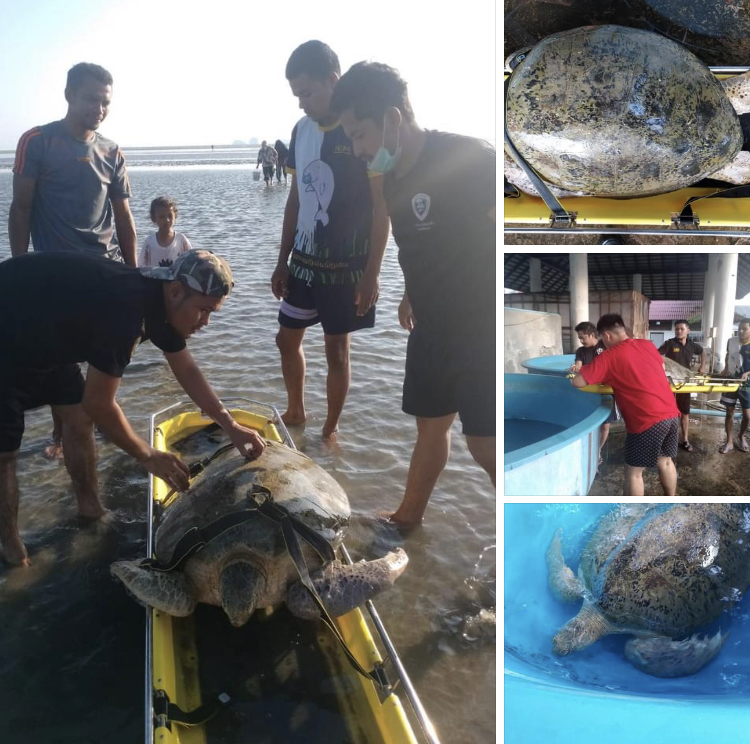 อุทยานฯ หาดเจ้าไหม แจ้งพบเต่าป่วยเกยตื้นหาดปากเมง