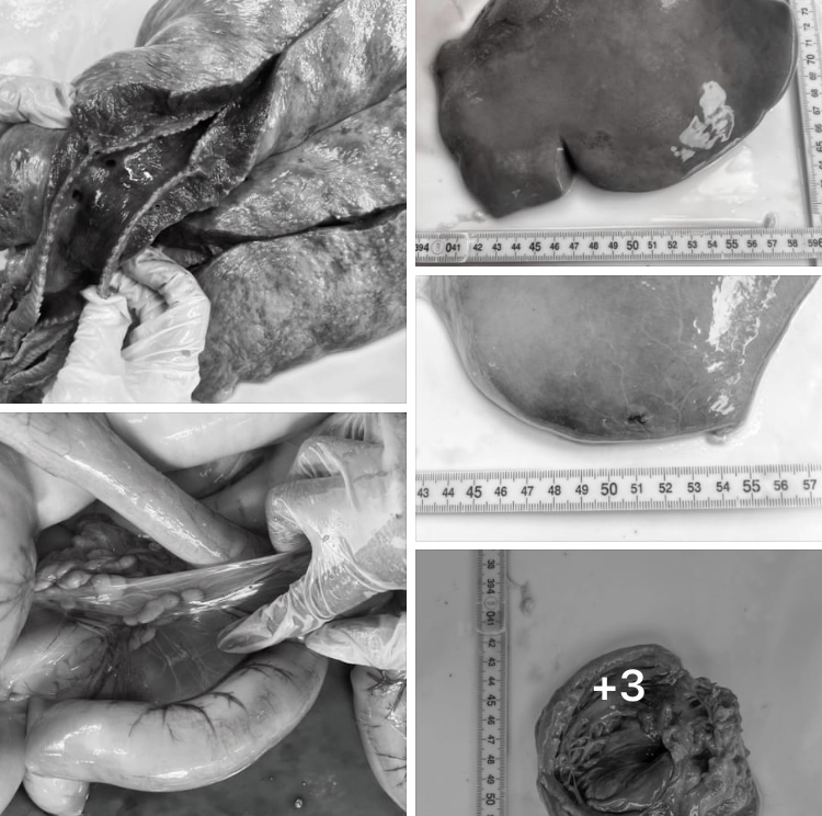 กรมทะเลและชายฝั่ง ชันสูตรซากพะยูนเกยตื้น บริเวณเกาะสิเหร่ จ.กระบี่